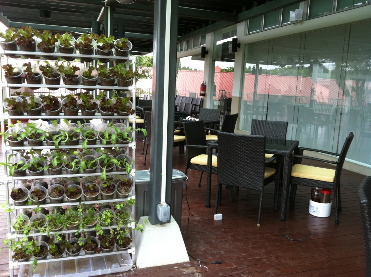 View of It's EASY to Grow Your Own Organic Vegetables at Home | Gardens With ...