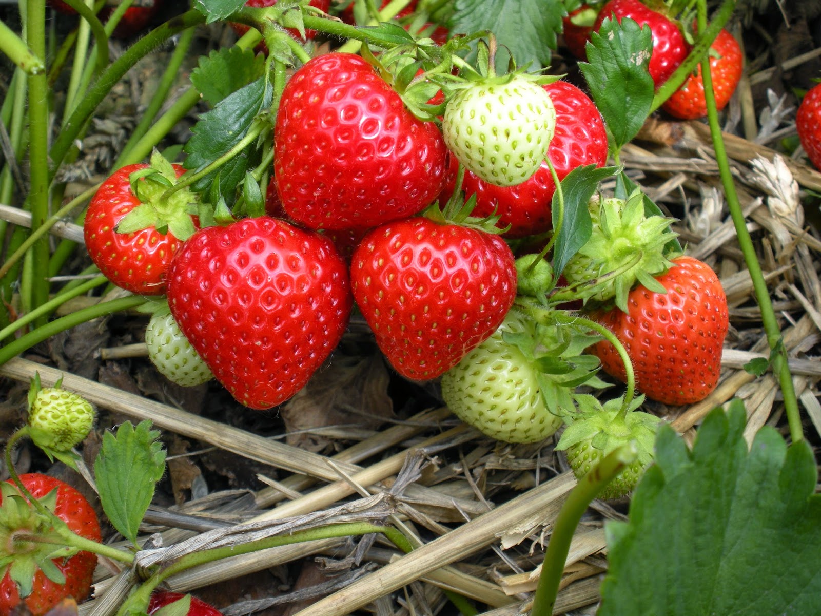 1 Day Growing Organic Strawberries Gardening Workshop 1 Day Growing Organic Strawberries Gardening Workshop