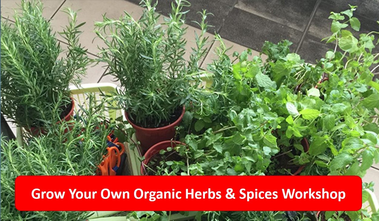 The Most Practical & Useful Herb to Grow In Singapore Gardens With
