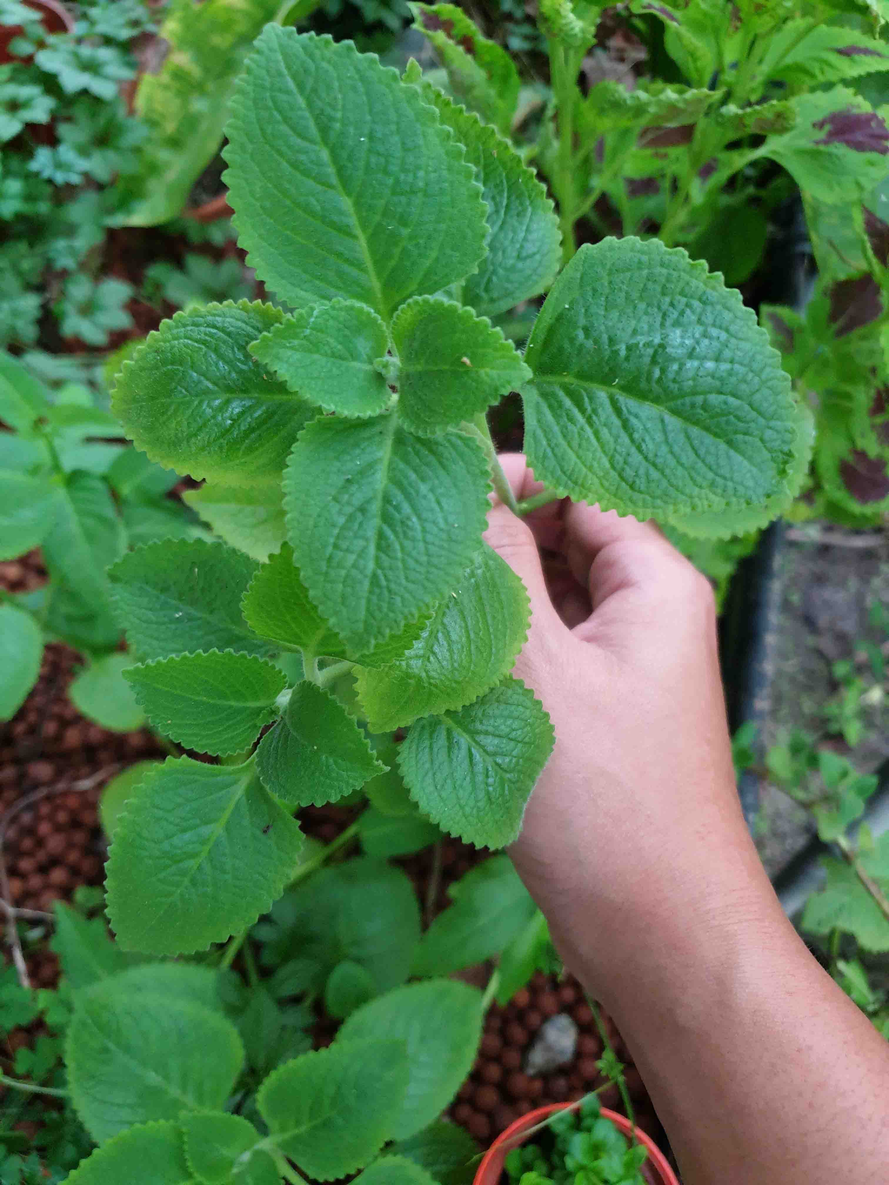 the most practical & useful herb to grow in singapore | gardens