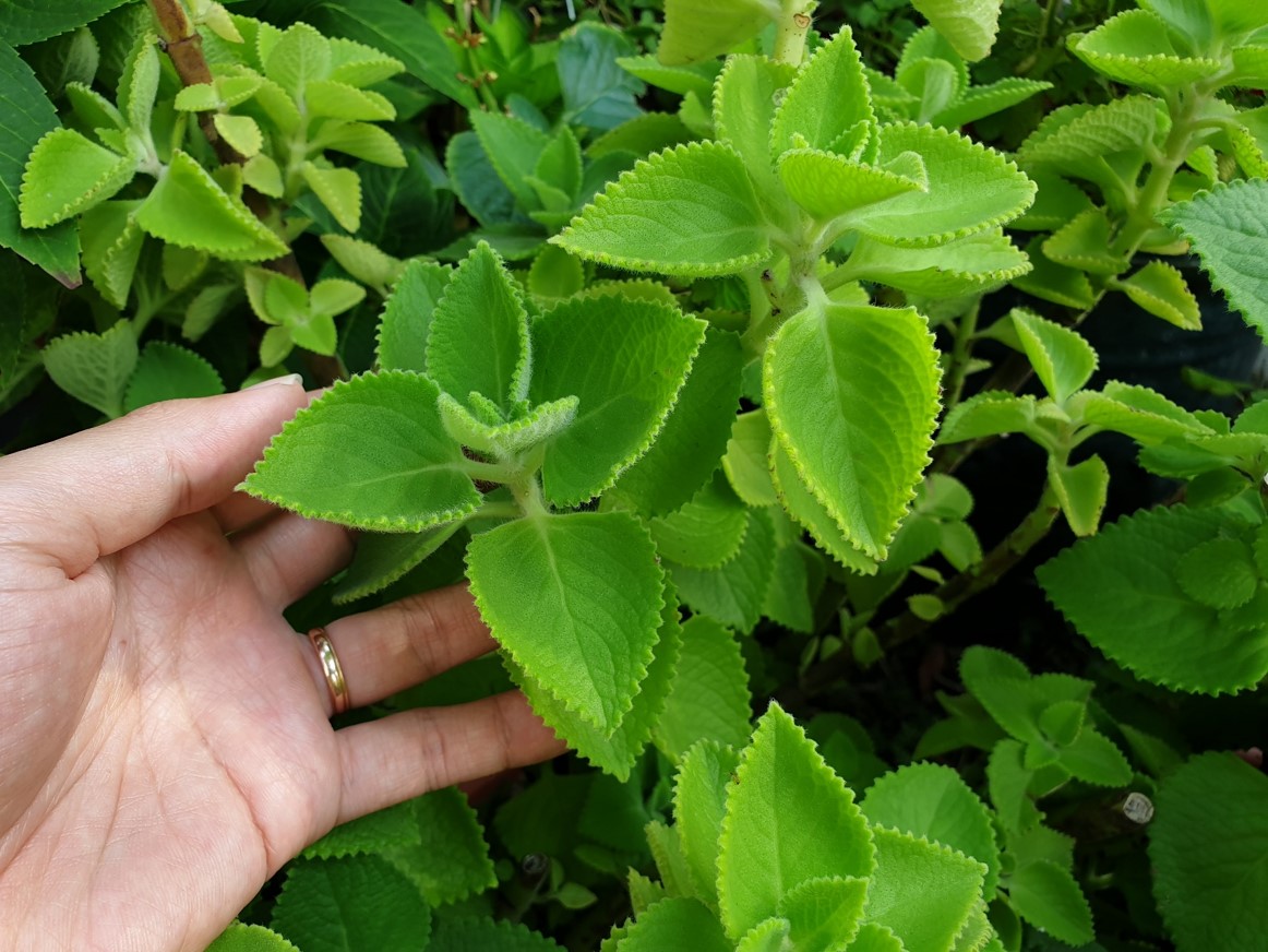 green indian borage