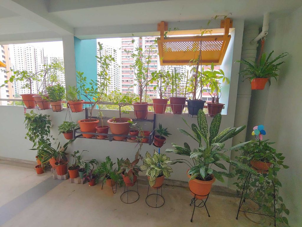 Discover the Top 3 Easiest to Grow Vegetables for your HDB Flat or